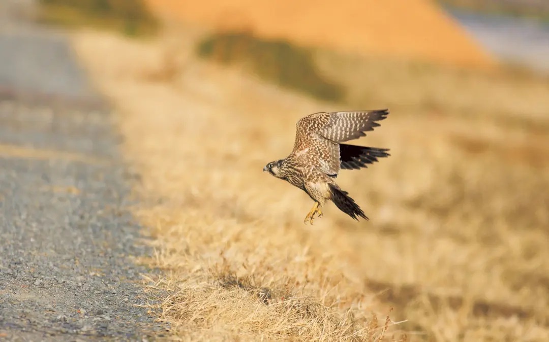 なぜ鳥は空を飛べるのか？「飛翔の科学」