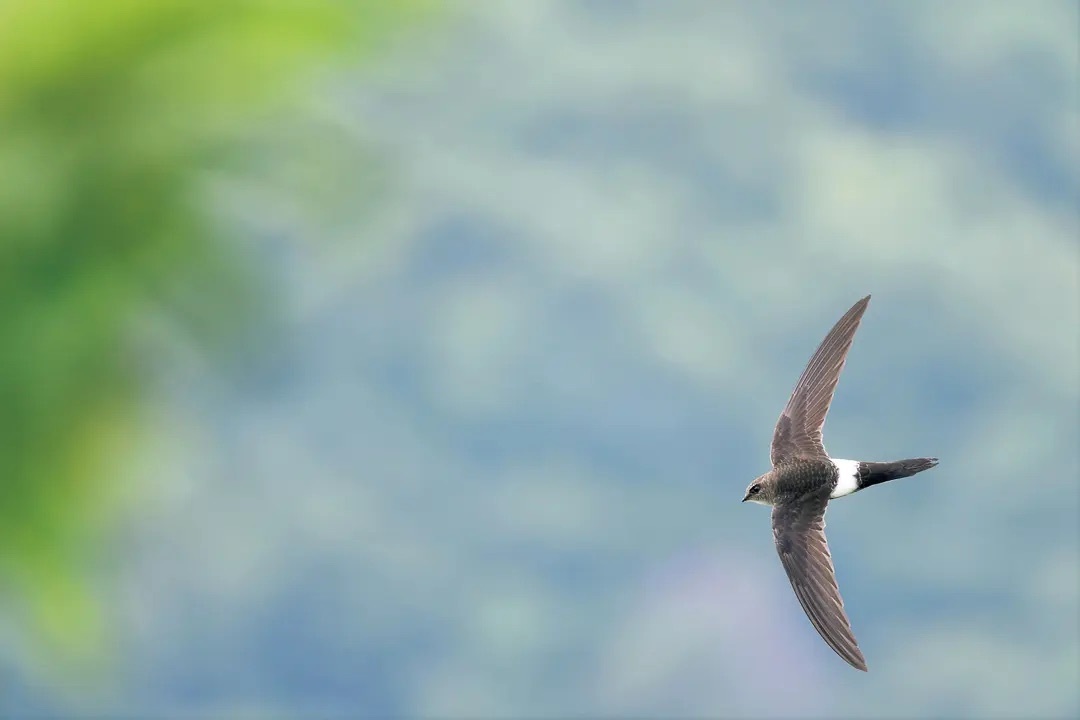 なぜ鳥は空を飛べるのか？「飛翔の科学」