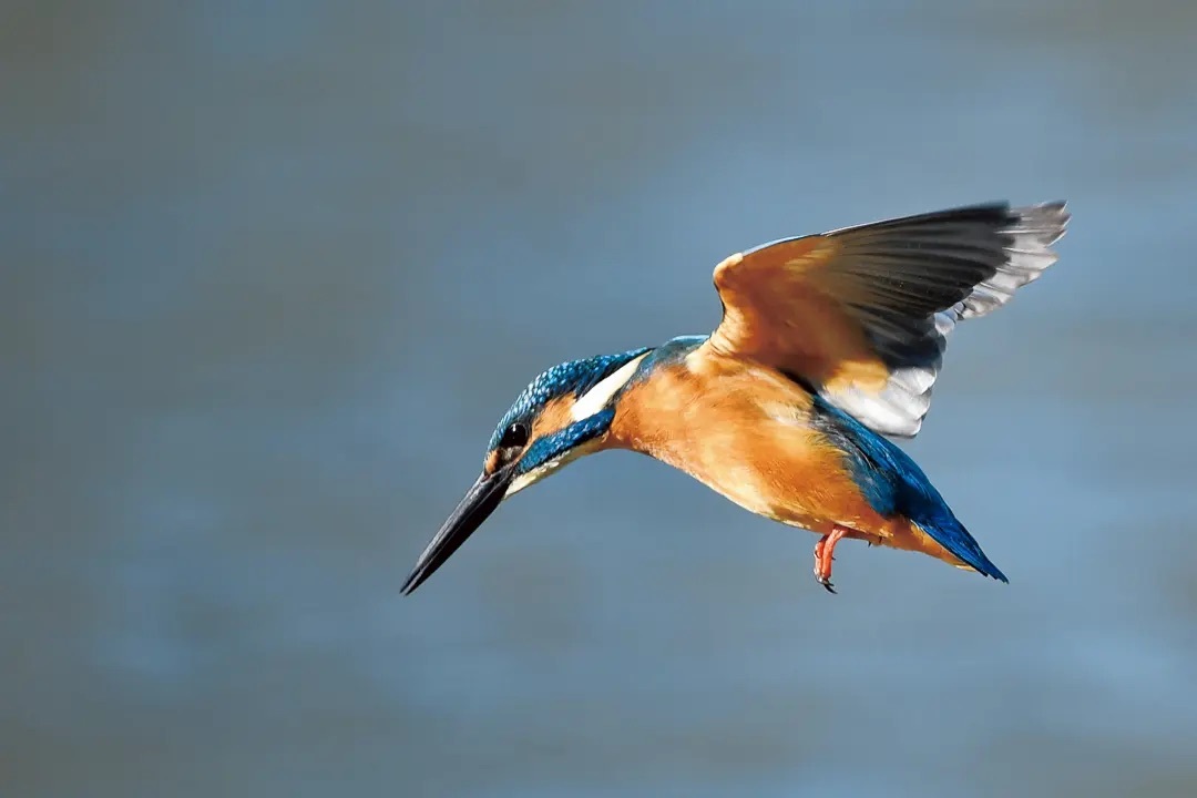 なぜ鳥は空を飛べるのか？「飛翔の科学」