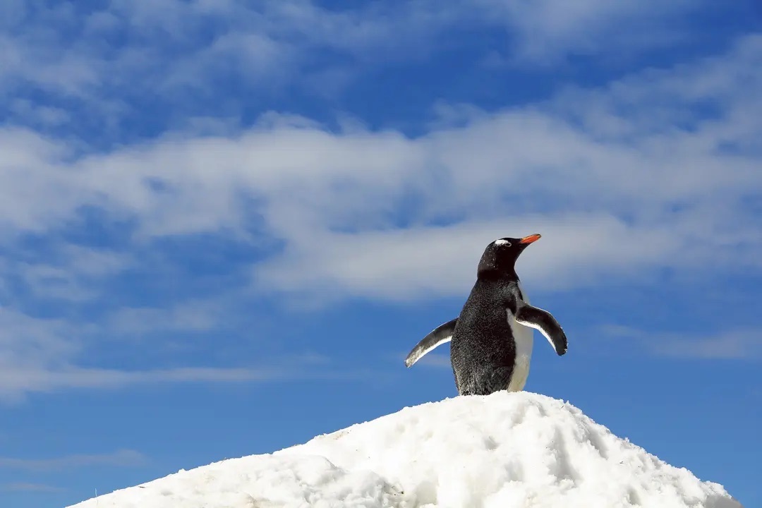 なぜ鳥は空を飛べるのか？「飛翔の科学」