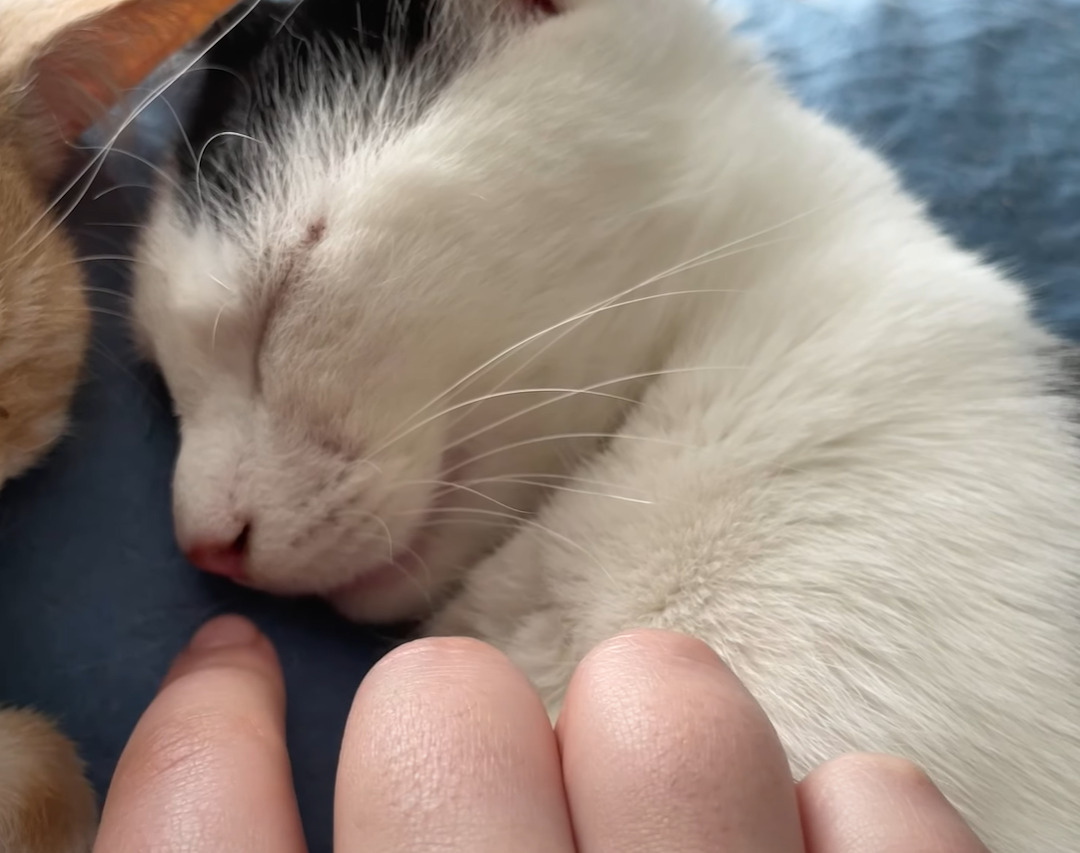 ぐっすり気持ちよさそうに寝ている猫。舌がぺろっとかわいく出たままだよ?！【海外・動画】