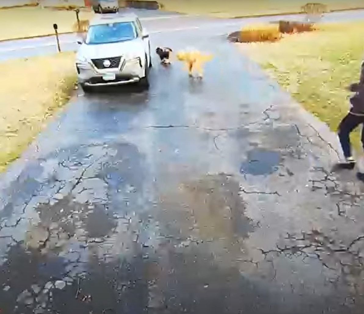 ちょっとお買い物に行こうとしたら・・・。愛犬たちを車に乗せていざ出発！飼い主さんも車に乗り込もうとしたところに、まさかのハプニングが！！