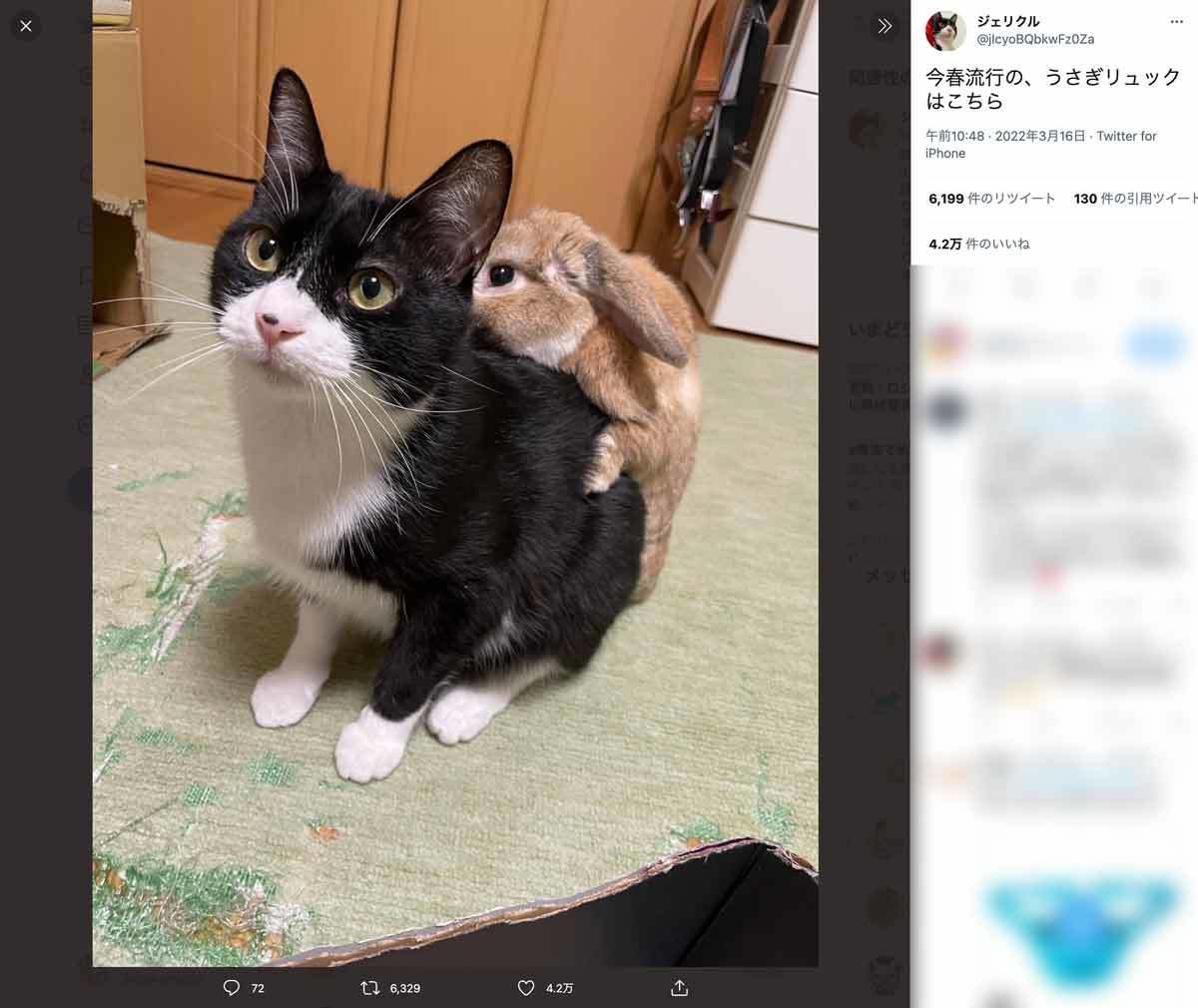 この春流行の兆し？うさぎ（本物）のリュックを背負う猫さん