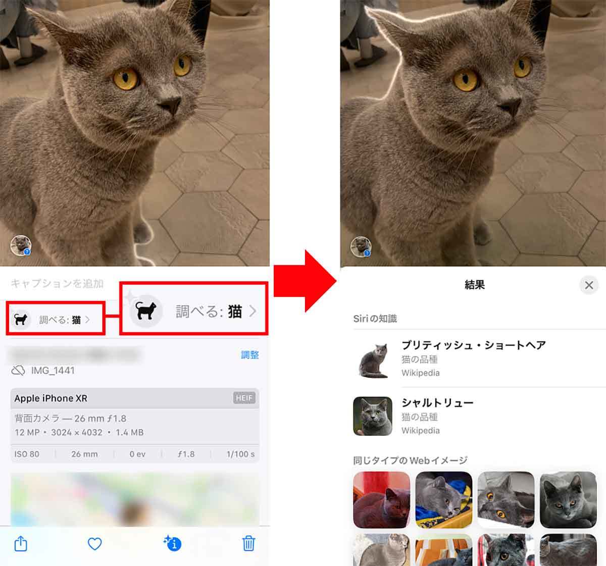 iPhoneカメラで撮影した写真の被写体をネット検索する3つの方法