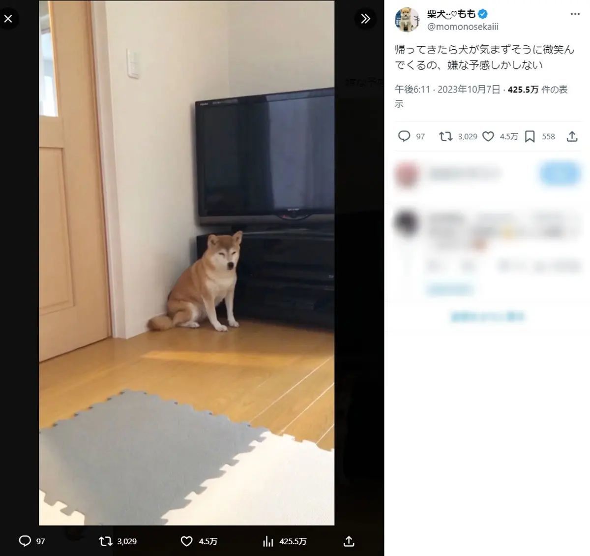 気まずそうに微笑んでくる柴犬　飼い主は嫌な予感