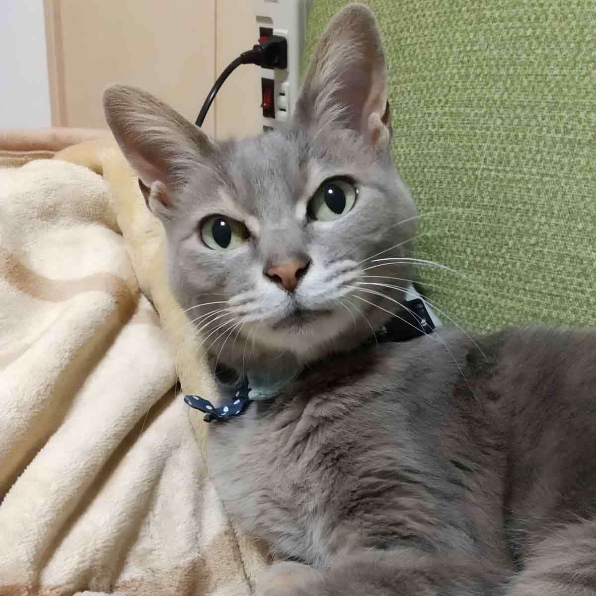 お分かり頂けただろうか……暗い窓からそっと顔を見せる猫さん
