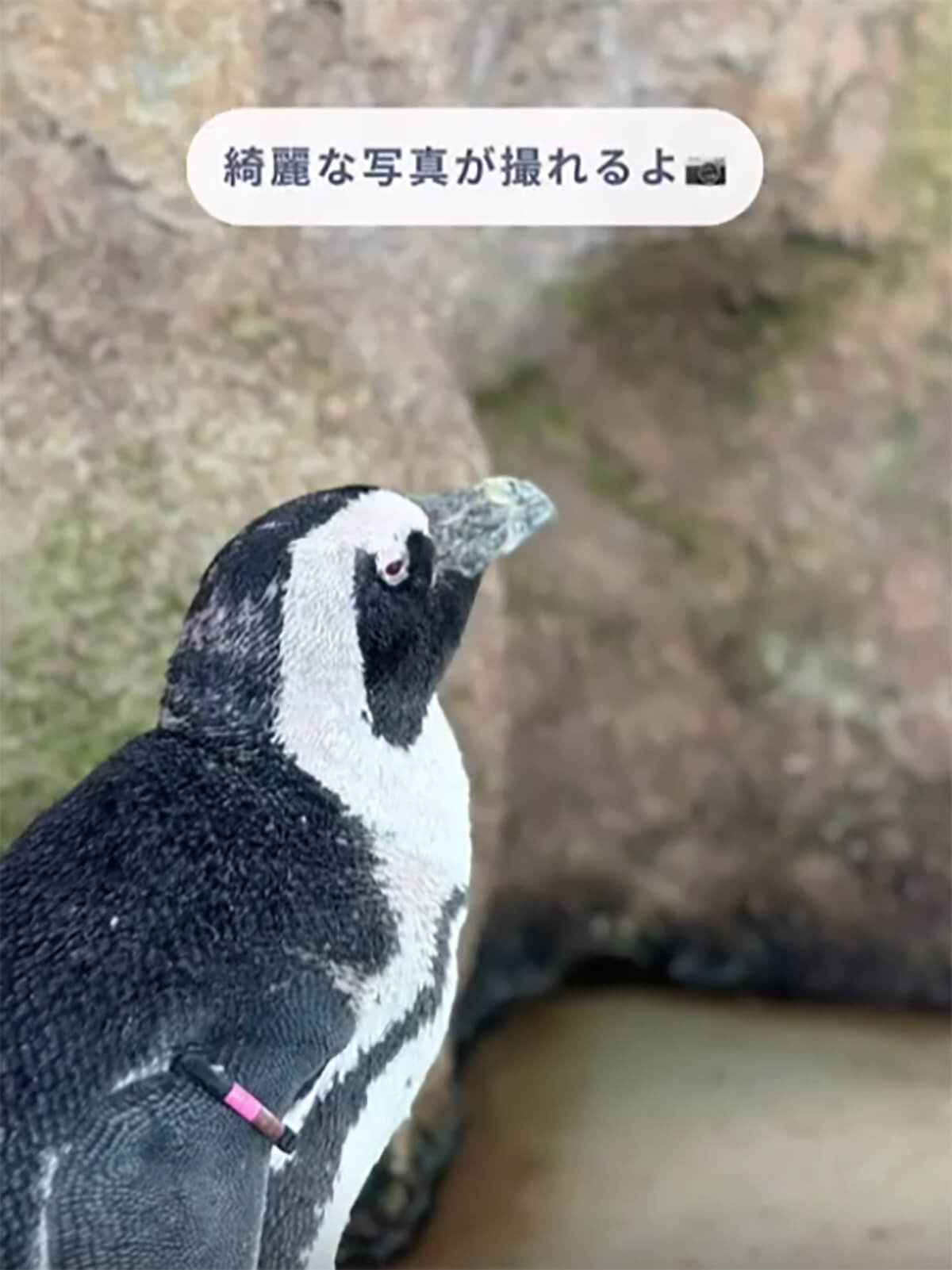 iPhone「ガラス越し写真で映り込みを防ぐ」撮影方法が話題 – 動物園や水族館で大活躍