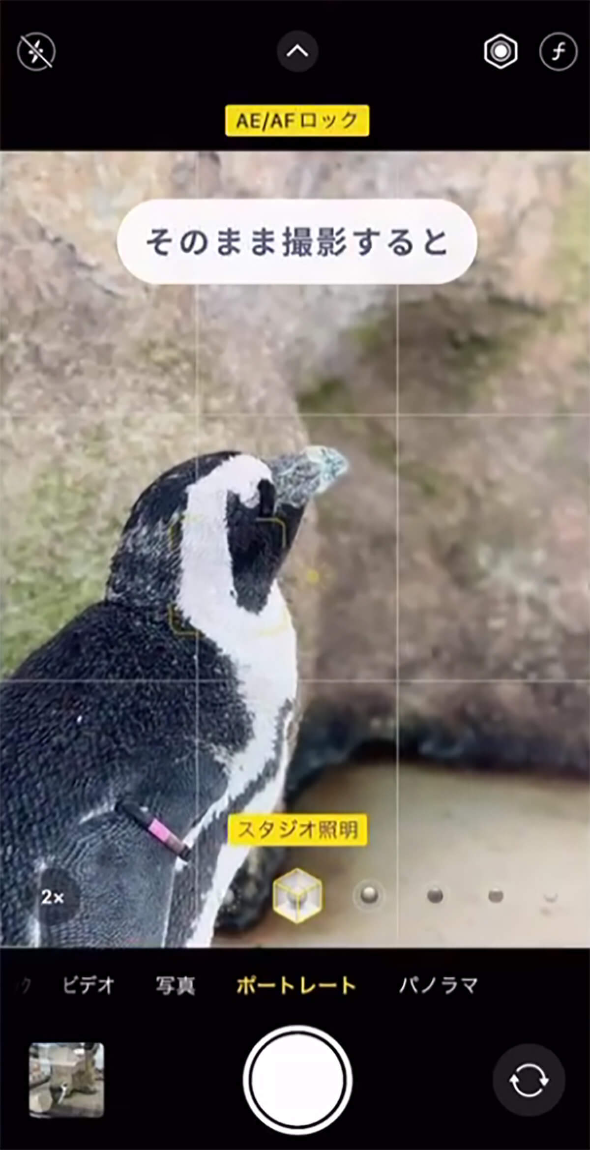 iPhone「ガラス越し写真で映り込みを防ぐ」撮影方法が話題 – 動物園や水族館で大活躍