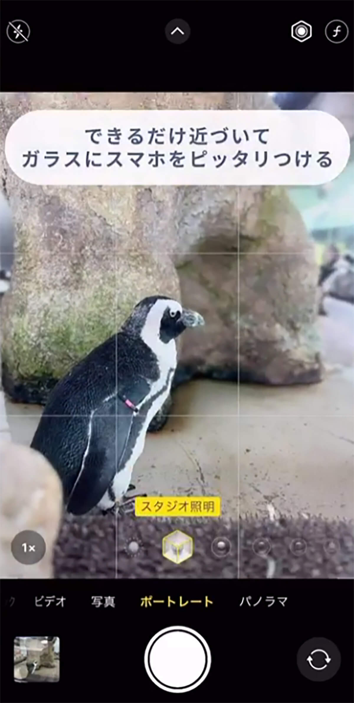 iPhone「ガラス越し写真で映り込みを防ぐ」撮影方法が話題 – 動物園や水族館で大活躍