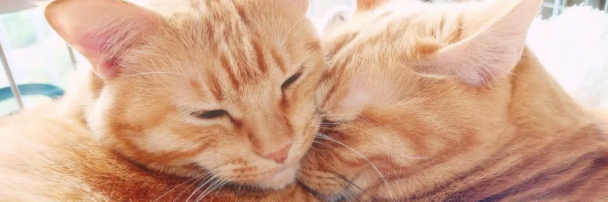 愛猫のウインクサービスにズキュン　飼い主への胸キュンプレゼント