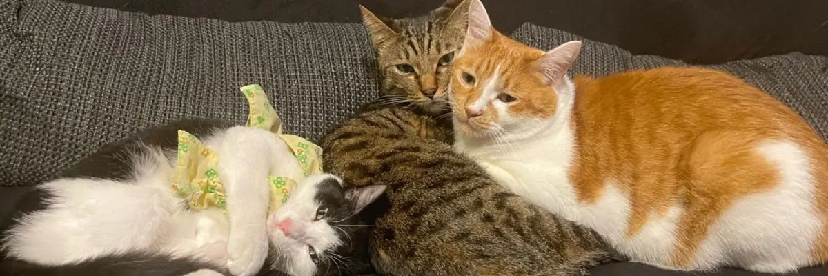 元気な姿を届けたい　愛猫の愉快な寝相を紹介した飼い主の意図