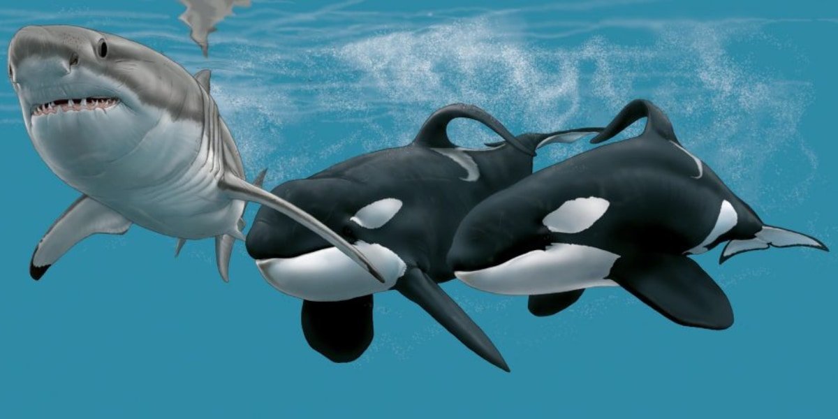 シャチの「殺し屋コンビ」が南アのホオジロザメを次々と殺しまくっている