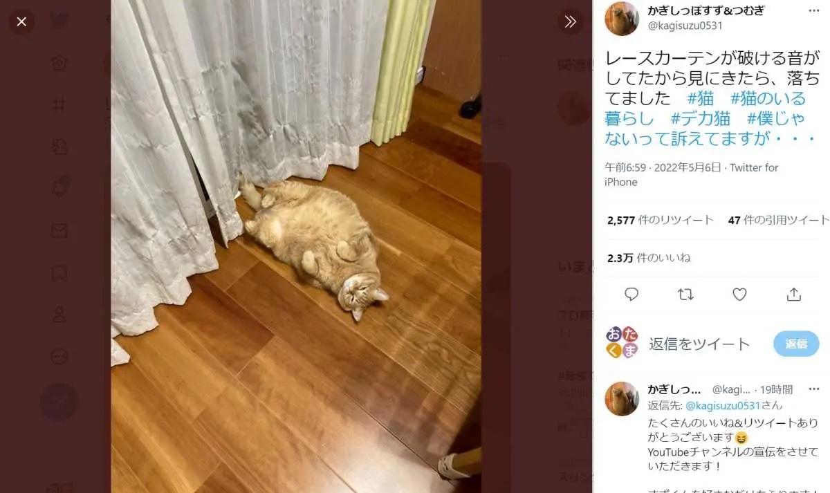 はたして犯人は誰？破れたレースカーテン下で仰向けになる猫さん