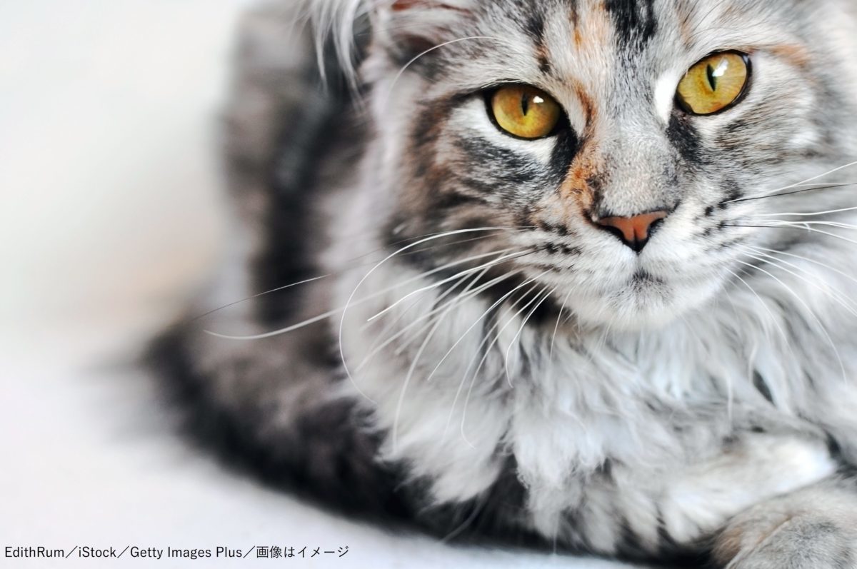 女性ブリーダーが猫20匹に食べられているところを発見 自宅で意識を失い…