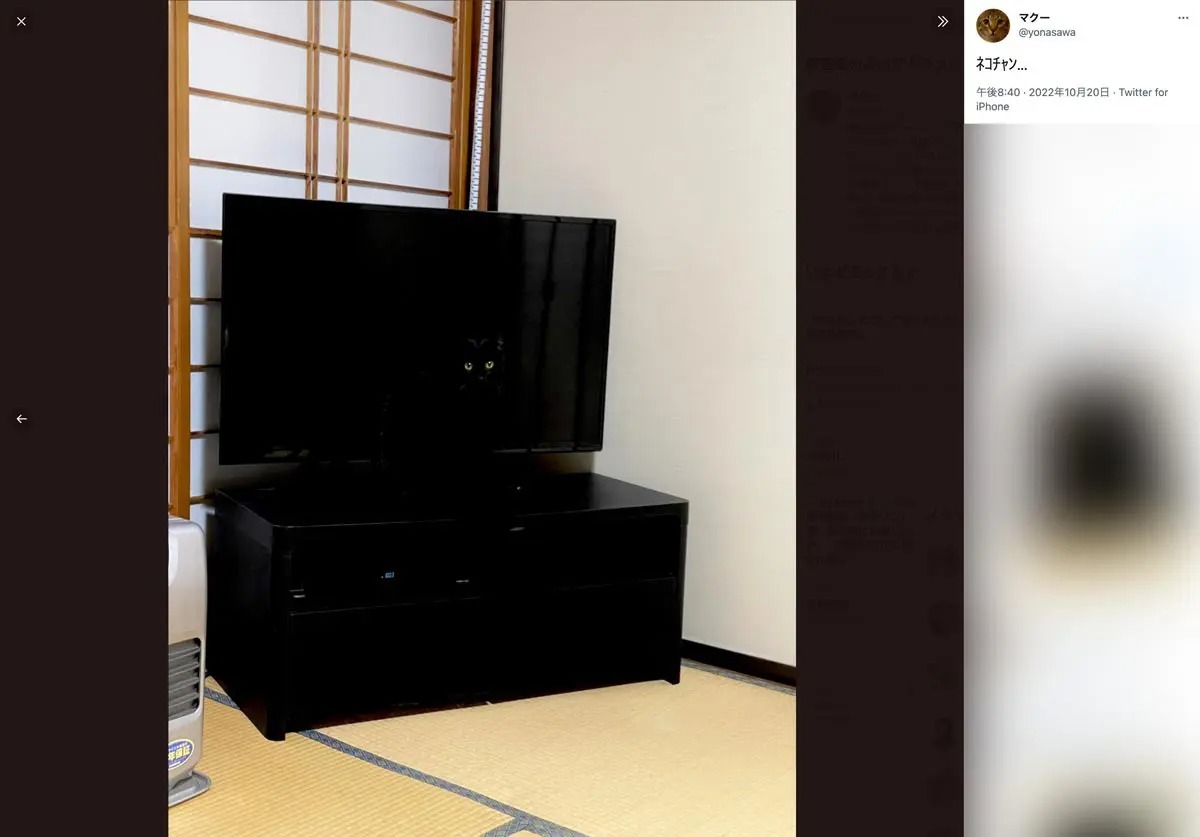 おわかりいただけただろうか……テレビに溶け込む黒猫