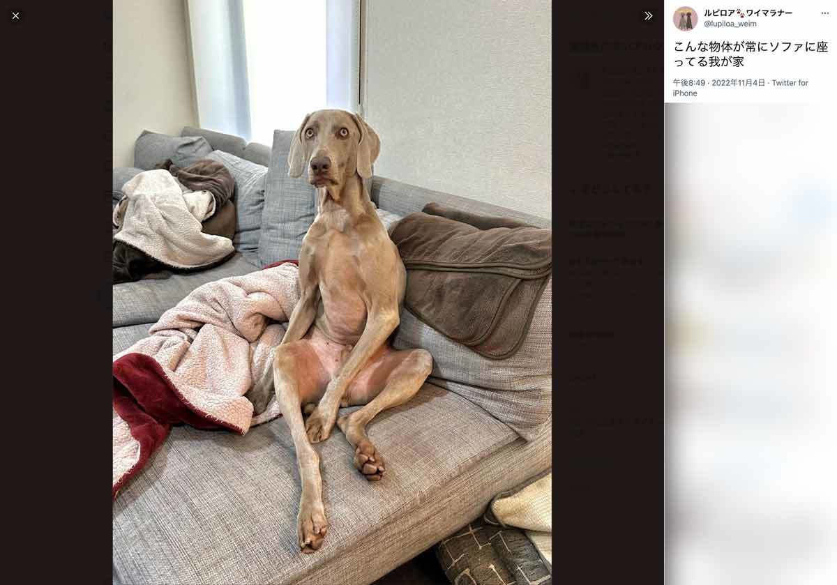 前世は人間？　ソファに座る犬のフォルムが完全におじさん