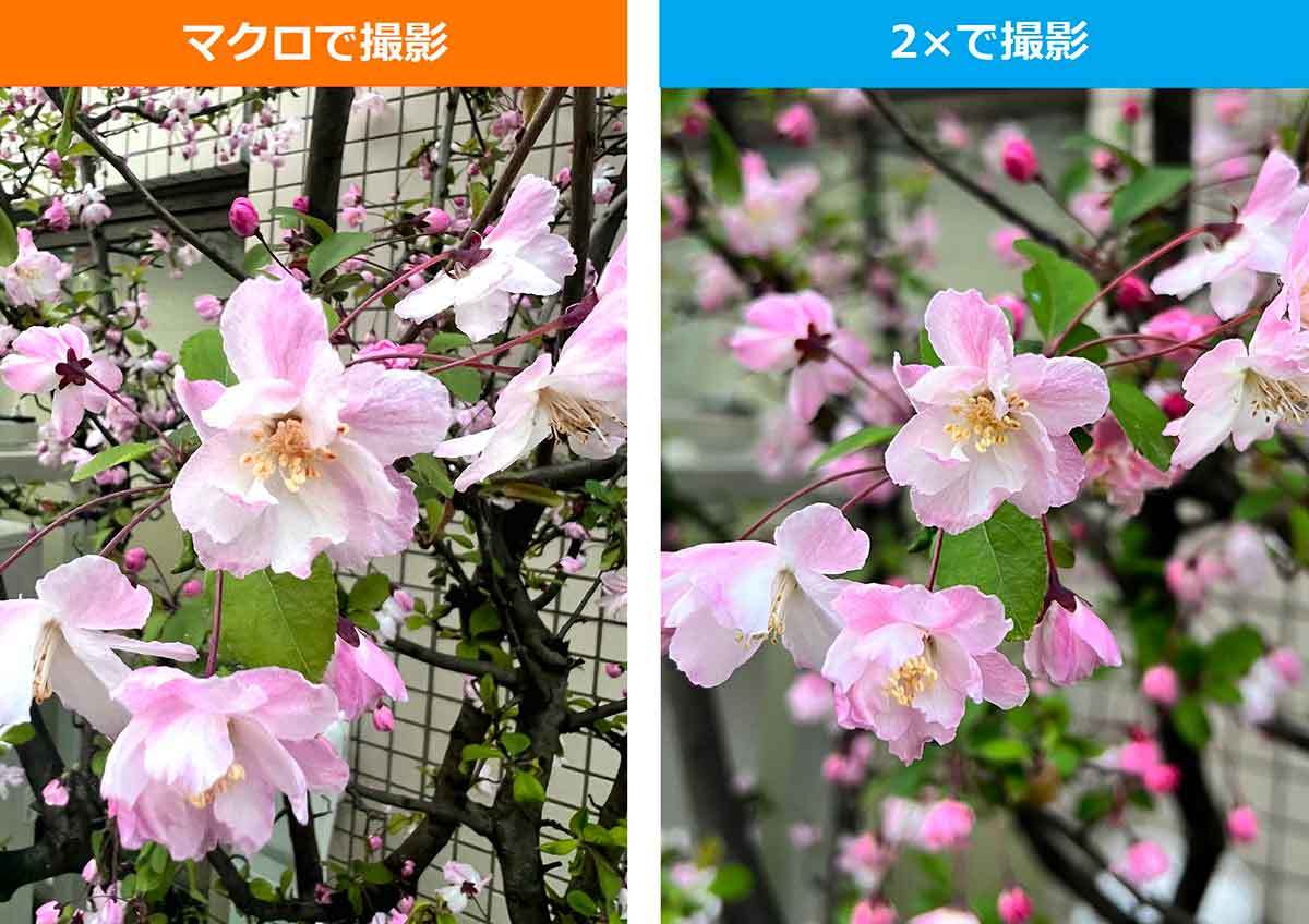 iPhoneで「桜」をきれいに撮る方法 – ちょっとしたコツで周りに差をつける7つのワザ！