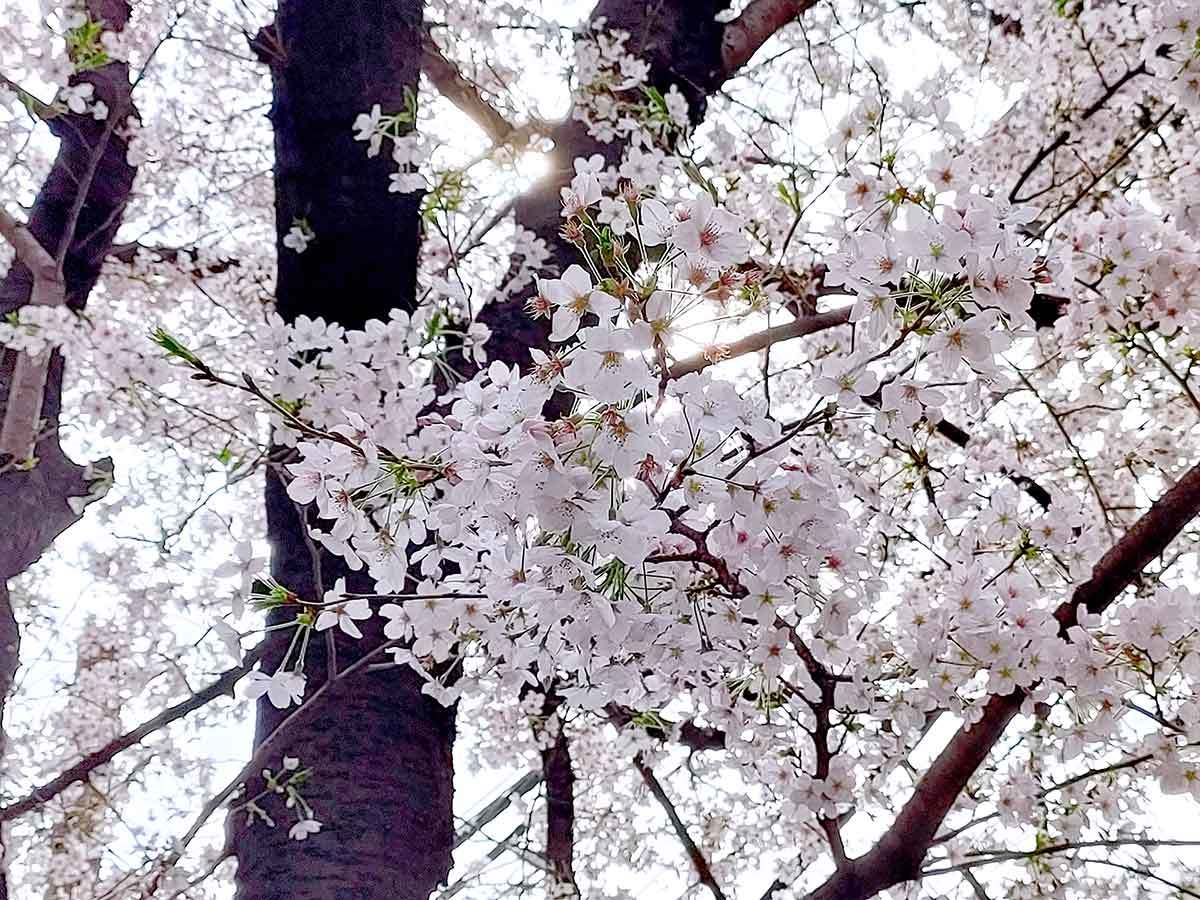 iPhoneで「桜」をきれいに撮る方法 – ちょっとしたコツで周りに差をつける7つのワザ！