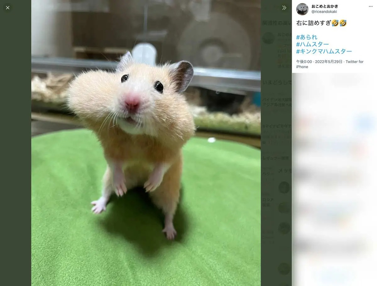 左右アンバランスな頬袋のハムスター　右のポッケに詰めすぎちゃった？