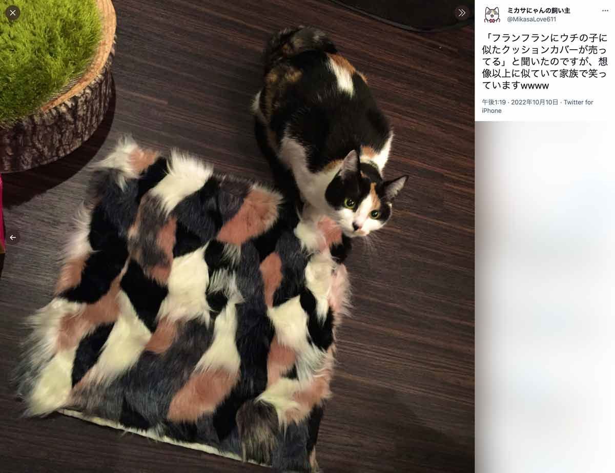 迷彩かな？クッションカバーが三毛猫に激似な件