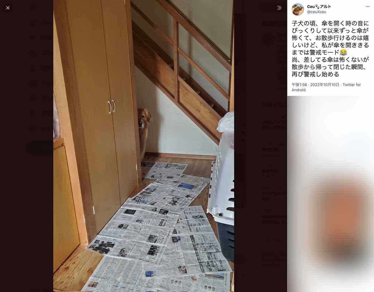 傘が開くのはちょっと怖いので……雨のお散歩前に遠くから様子を見守る犬