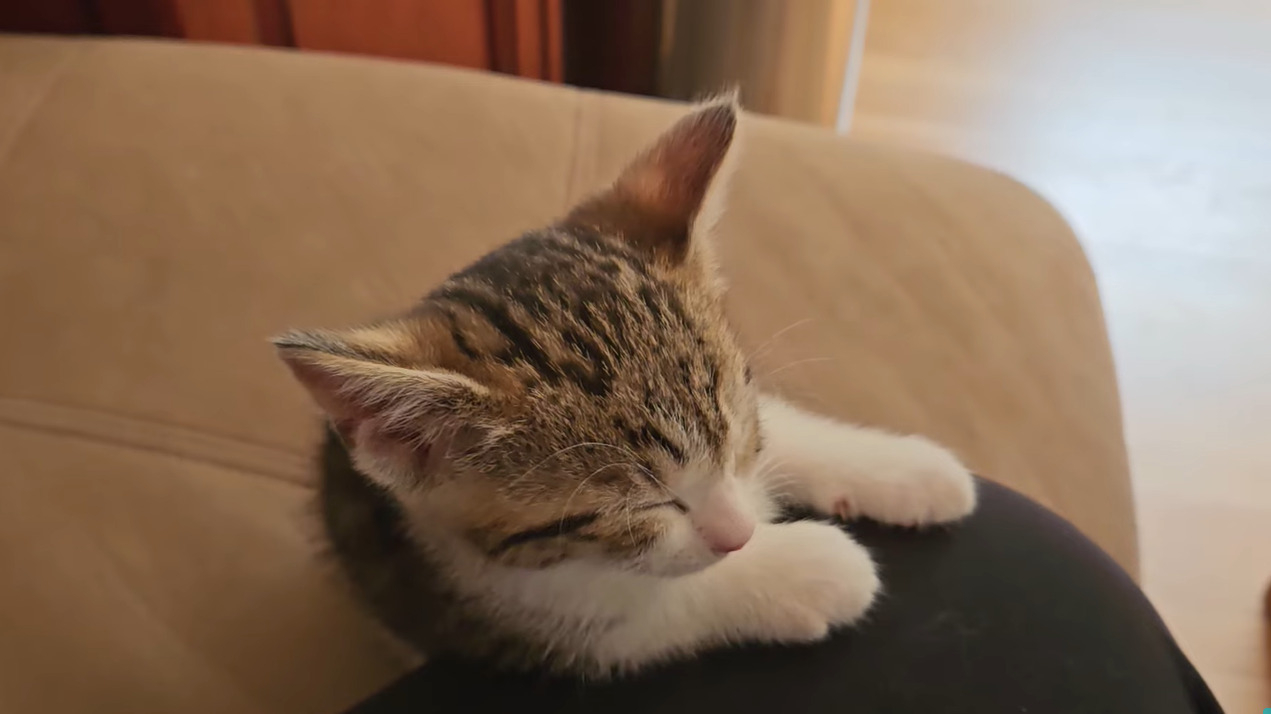 くたくたになった子猫はすっかりおネム。こっくりこっくりと頭が傾いていきます【アメリカ・動画】