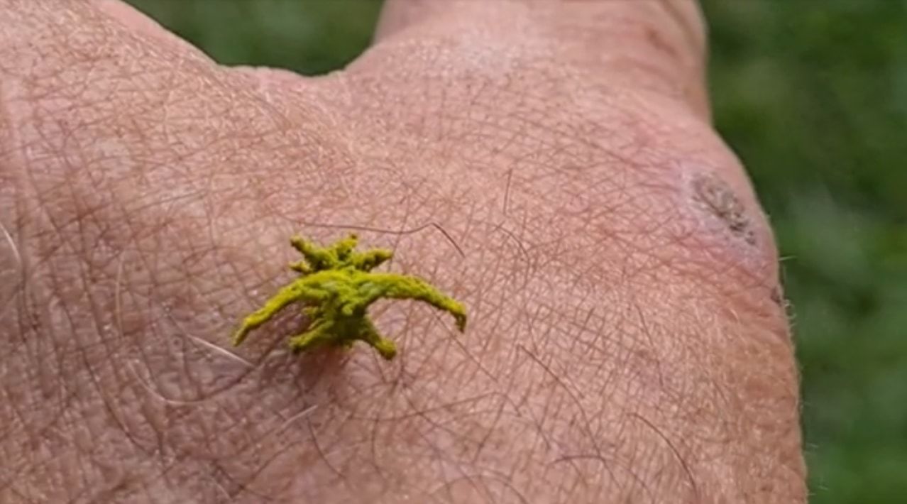 これってコケやシダ植物じゃないの？！オーストラリアで撮影された『謎の生物』の姿。その正体にビックリ！！