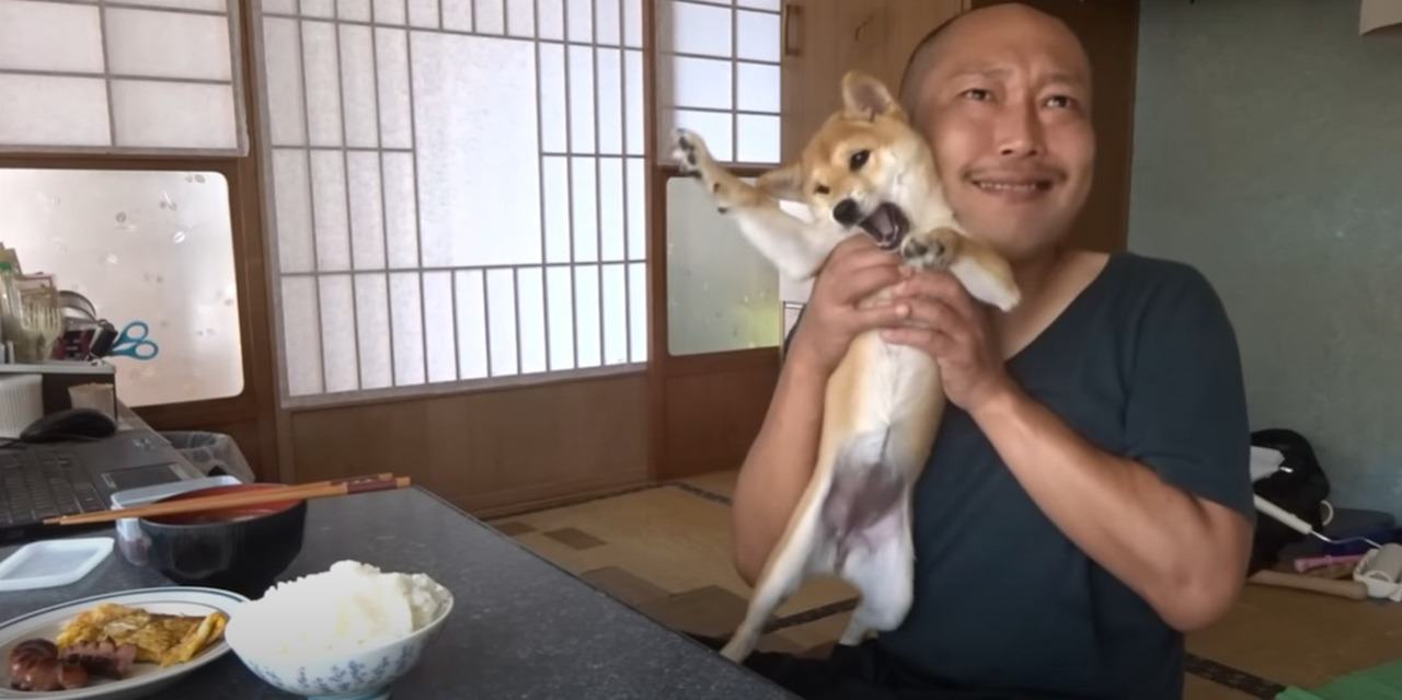 【人気動画】朝ごはんより私と遊んでよー！！朝食時に襲撃してくる柴犬がかわいすぎる動画