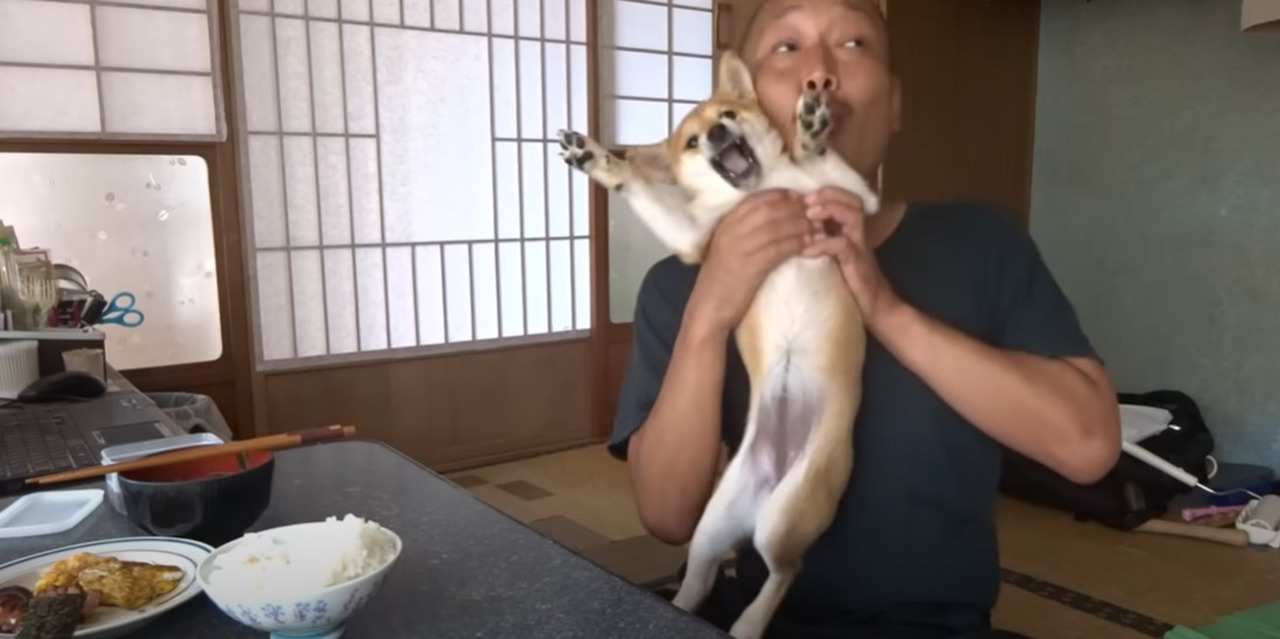 【人気動画】朝ごはんより私と遊んでよー！！朝食時に襲撃してくる柴犬がかわいすぎる動画