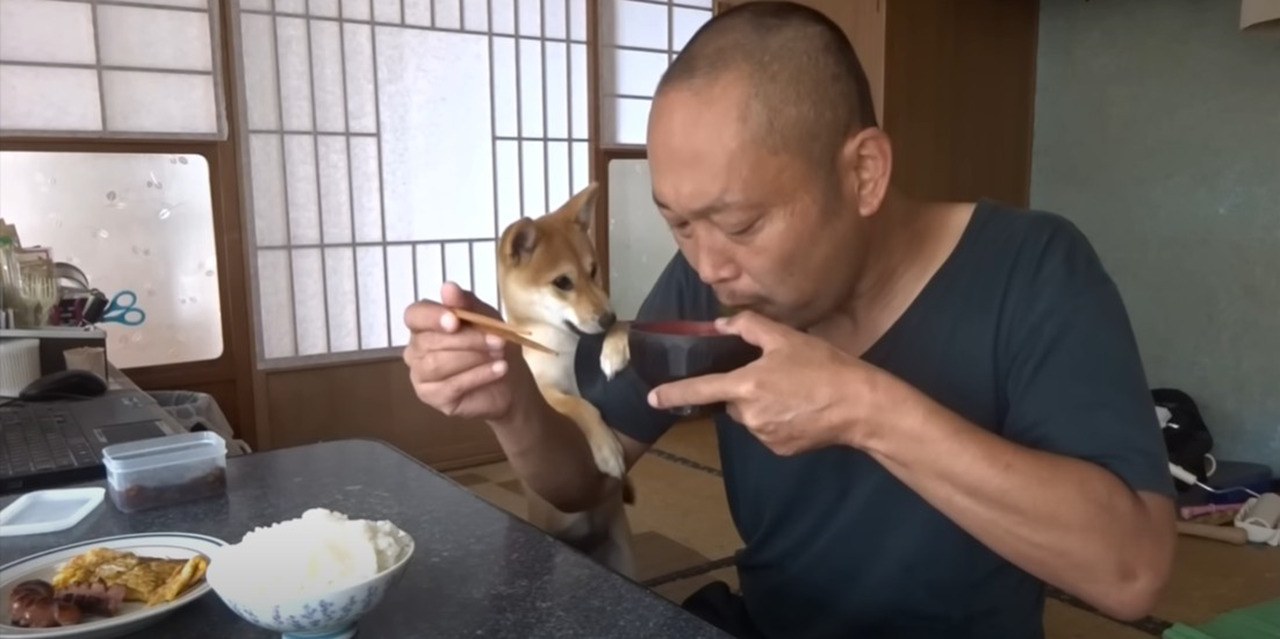 【人気動画】朝ごはんより私と遊んでよー！！朝食時に襲撃してくる柴犬がかわいすぎる動画