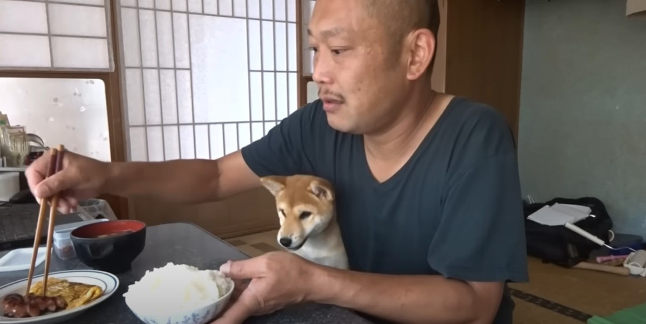 【人気動画】朝ごはんより私と遊んでよー！！朝食時に襲撃してくる柴犬がかわいすぎる動画