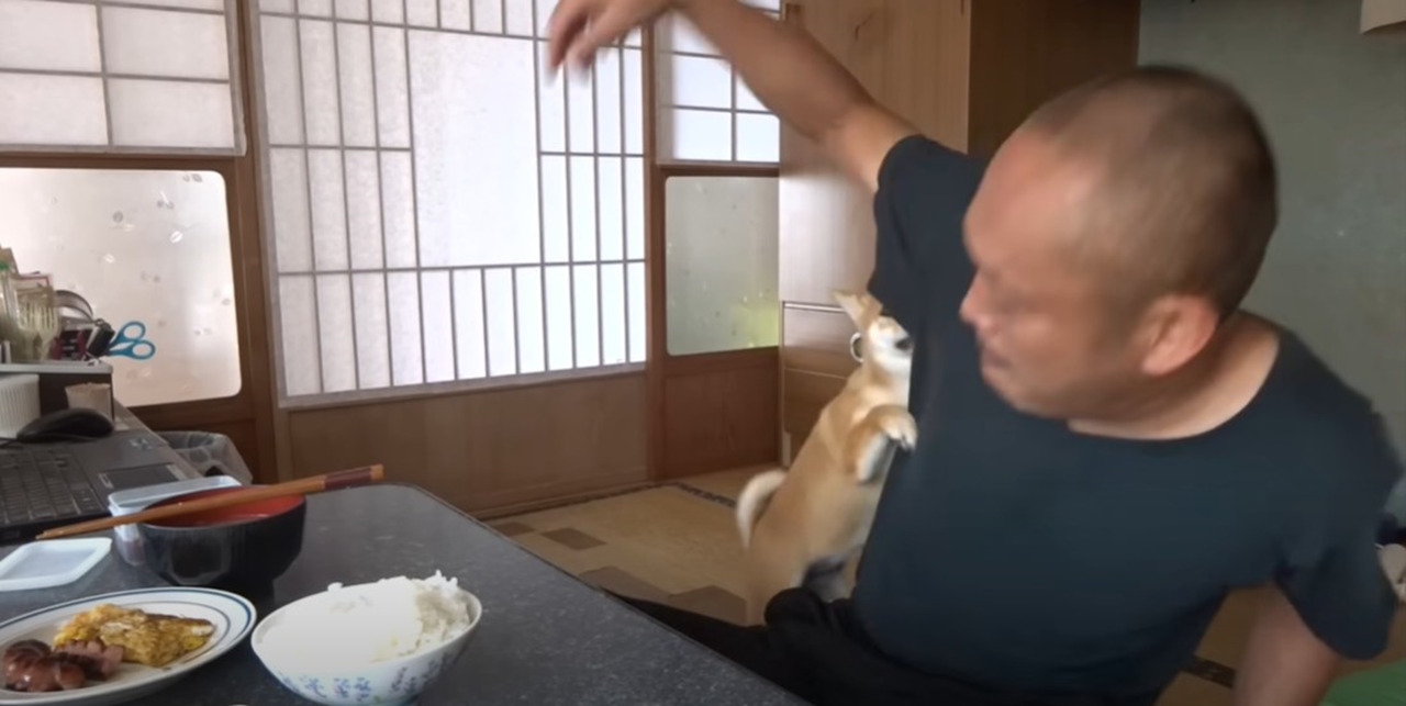 【人気動画】朝ごはんより私と遊んでよー！！朝食時に襲撃してくる柴犬がかわいすぎる動画