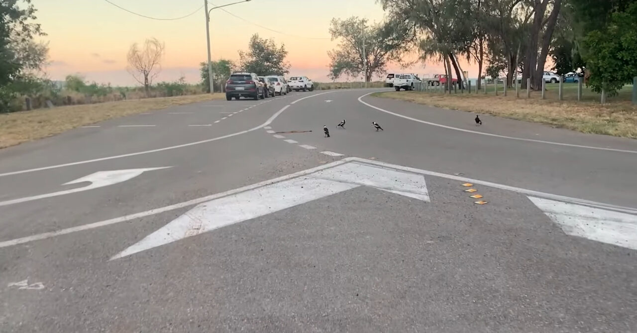 道路の真ん中で騒いでいるカササギたち。どうやら『ある生き物』の姿を見つけたようで、どこへ行くのか後を追って観察しています【海外・動画】