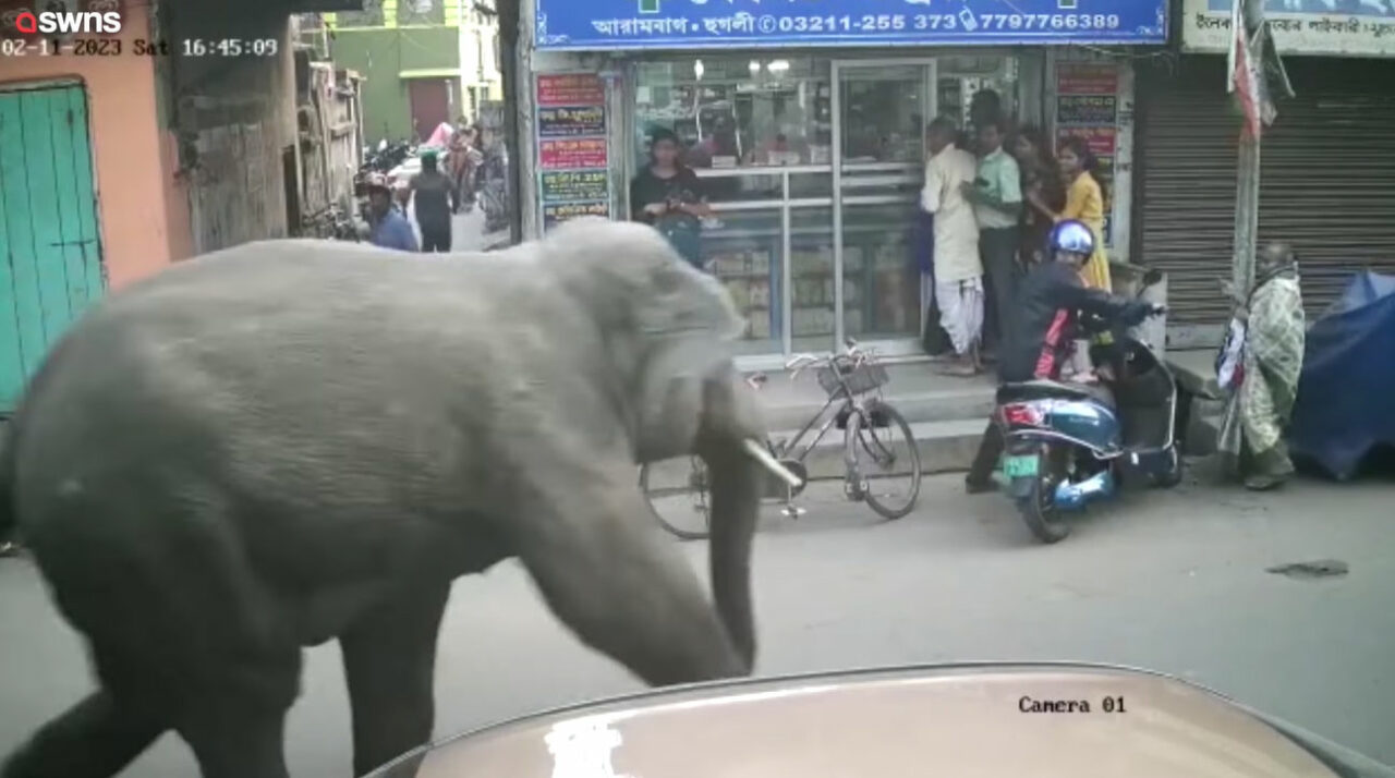 買い物客でにぎわう市場に予期せぬ訪問者が！インドで撮影された映像には、動物園の人気者が映っていましたよ！