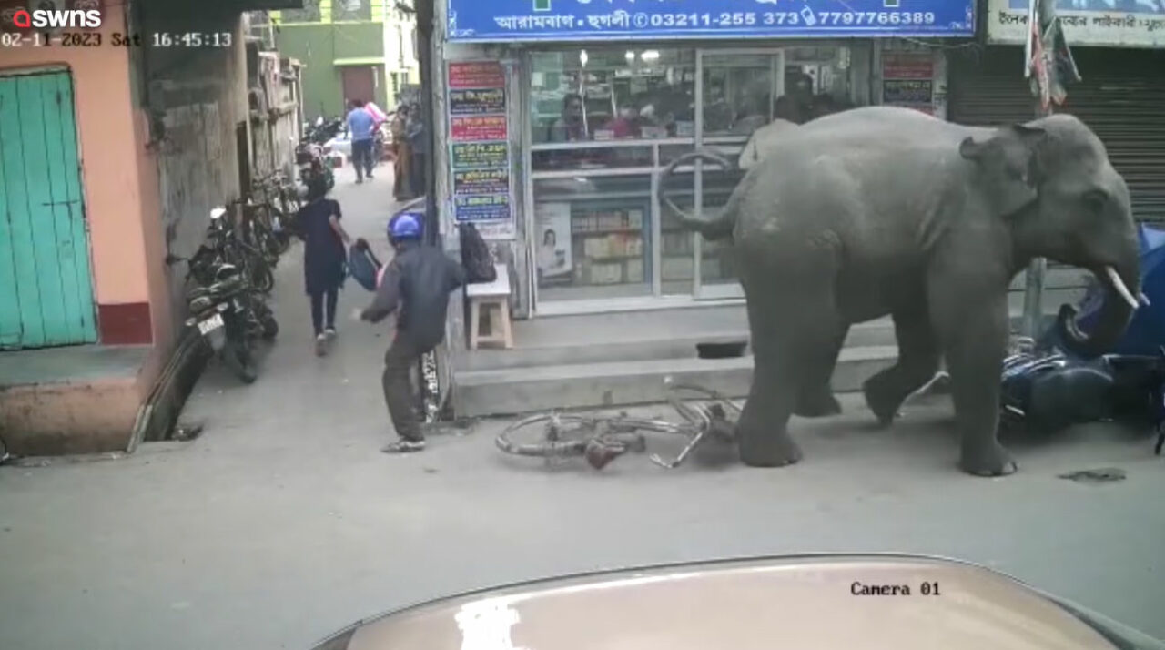 買い物客でにぎわう市場に予期せぬ訪問者が！インドで撮影された映像には、動物園の人気者が映っていましたよ！