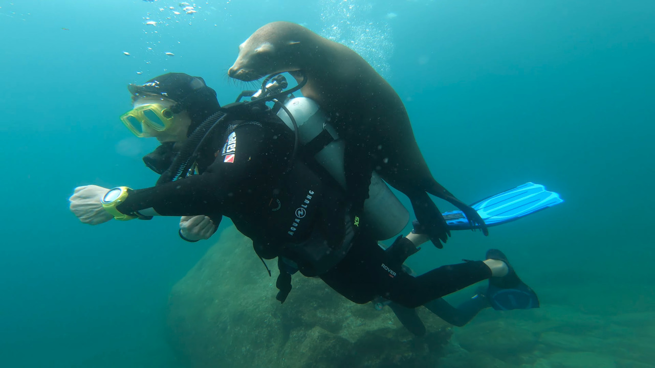 このアシカ、さすがに人懐っこ過ぎるのでは！？ダイバーさんがメキシコの海で出会ったアシカは急接近してきたかと思うと・・！！【海外・動画】