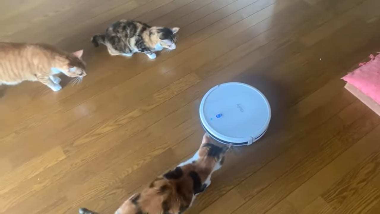 リビングでせっせと活躍中のロボット掃除機。突如あらわれたこの新入りに、この家の猫たちは興味がそそられたらしく、その動きを追いかけています