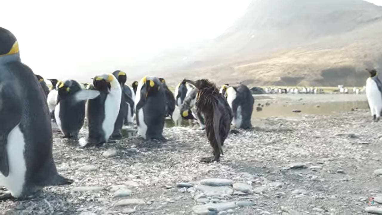 その姿は、ペンギンの赤ちゃんとは思えない驚くものに・・・。全身泥まみれになったオウサマペンギンのヒナの姿がなんだかシュール