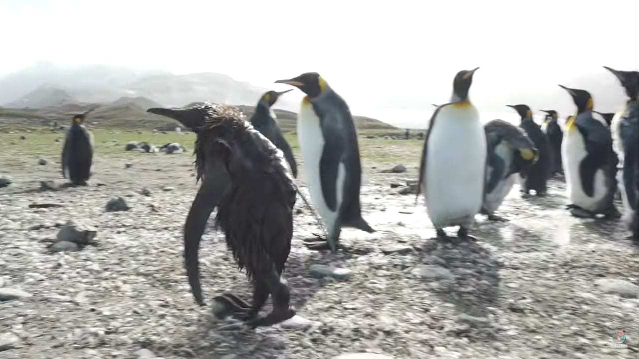 その姿は、ペンギンの赤ちゃんとは思えない驚くものに・・・。全身泥まみれになったオウサマペンギンのヒナの姿がなんだかシュール