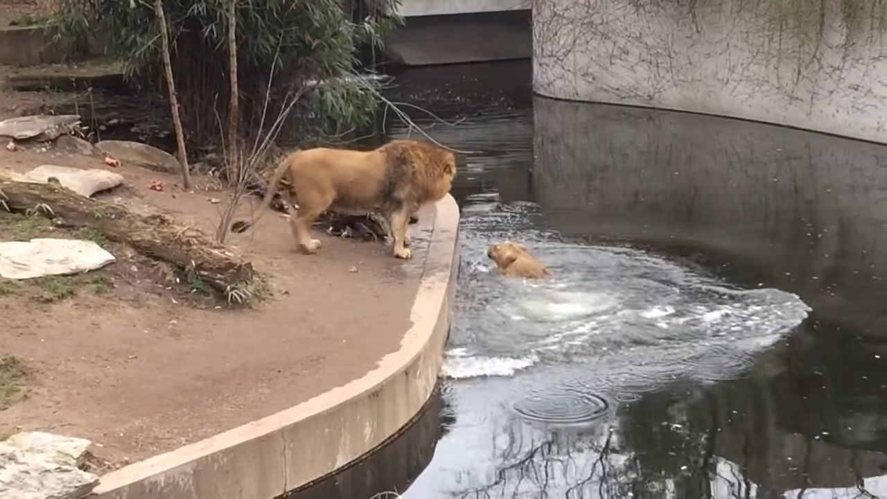 百獣の王ライオンもドジなことするんだね！よそ見していたら池に落ちたドジっ子ライオンが超かわいい！