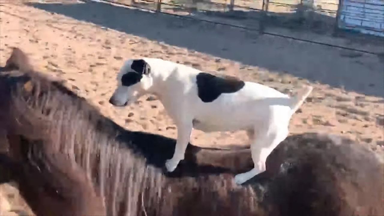 ミニチュアホースの背に乗るジャックラッセルの子犬。馬が小走りをする中、バランスを崩さず見事に乗りこなしています！！