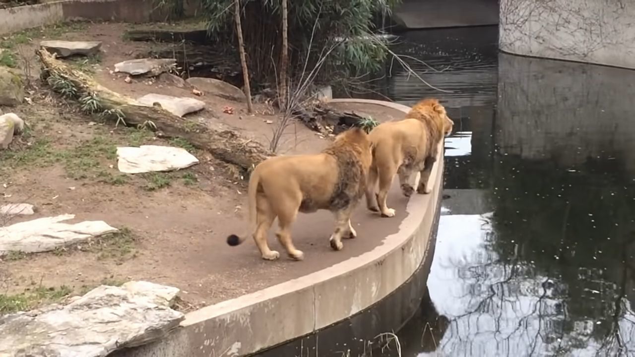 百獣の王ライオンもドジなことするんだね！よそ見していたら池に落ちたドジっ子ライオンが超かわいい！