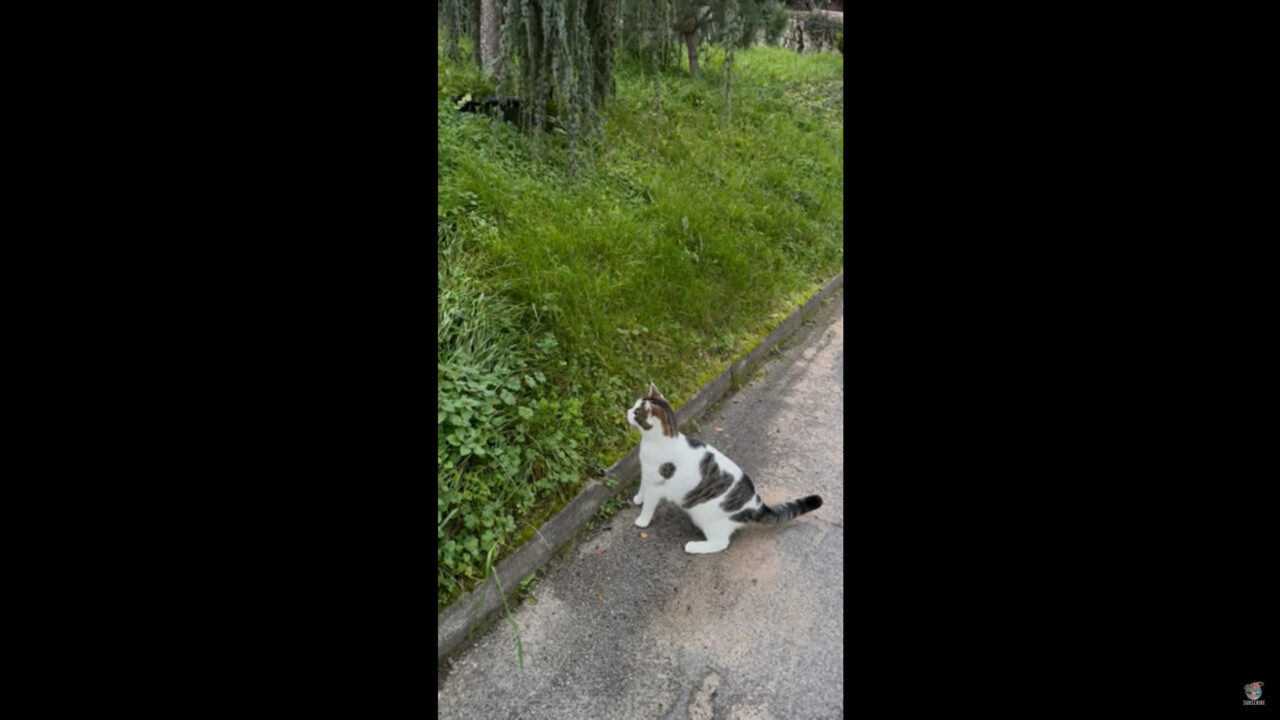 茂みをじっと見つめる猫。なにかを見つけたようで飛びかかるのですが・・、そんな猫にとんだハプニングが！！