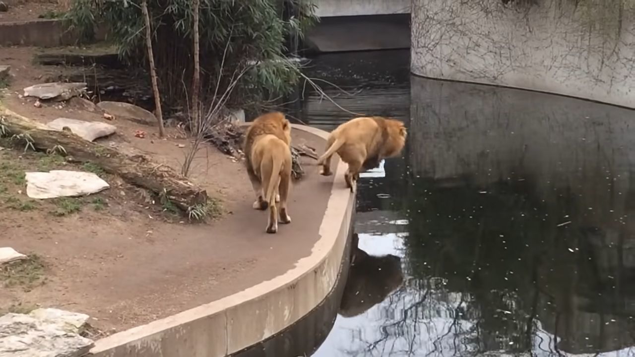 百獣の王ライオンもドジなことするんだね！よそ見していたら池に落ちたドジっ子ライオンが超かわいい！