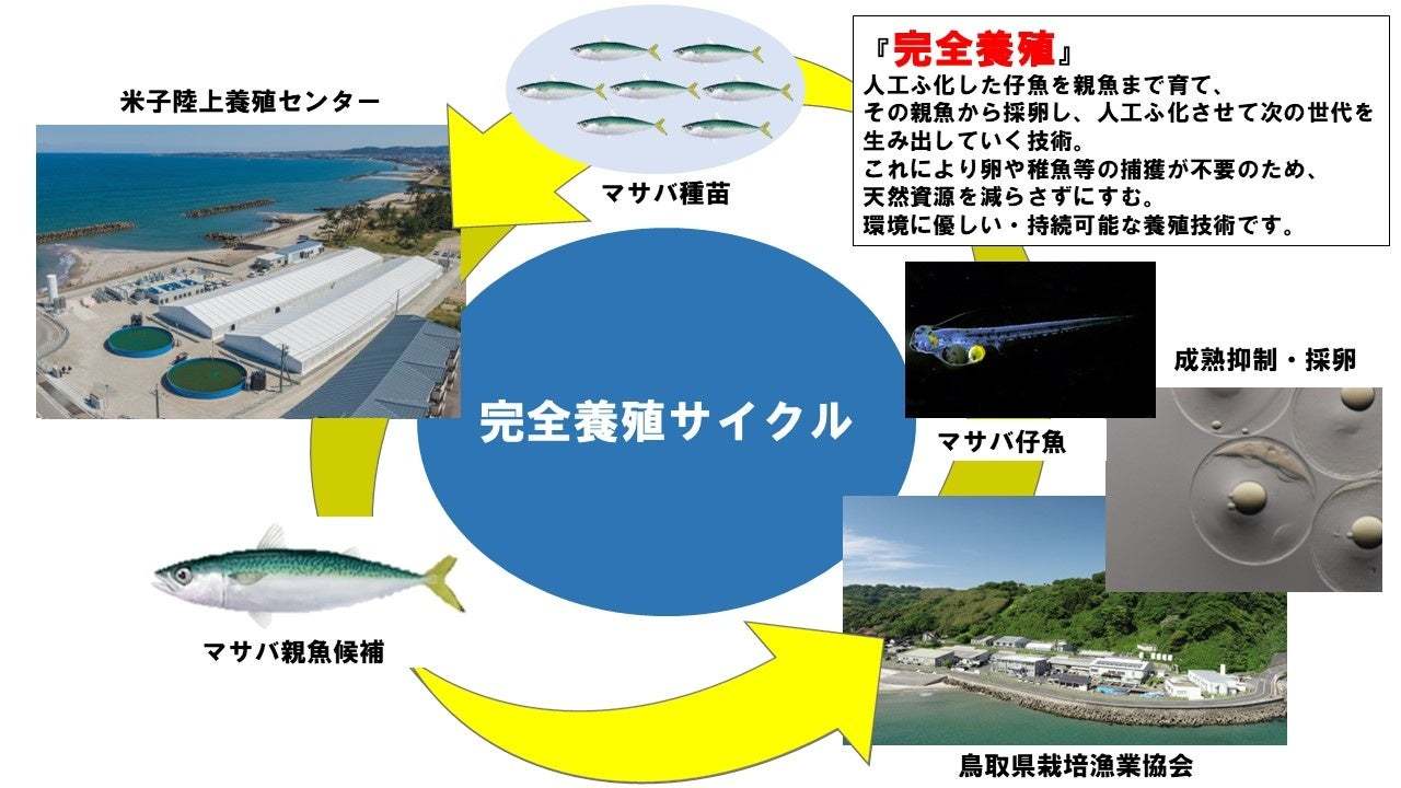 アトムの回転寿司「にぎりの徳兵衛」・「海鮮アトム」・「海へ」とろっとろの脂のり！環境に優しく！アニサキスフリー！週末限定・数量限定『活〆米子おさしみ まさば』販売開始！2023年７月15日(土)～