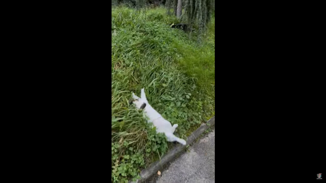 茂みをじっと見つめる猫。なにかを見つけたようで飛びかかるのですが・・、そんな猫にとんだハプニングが！！