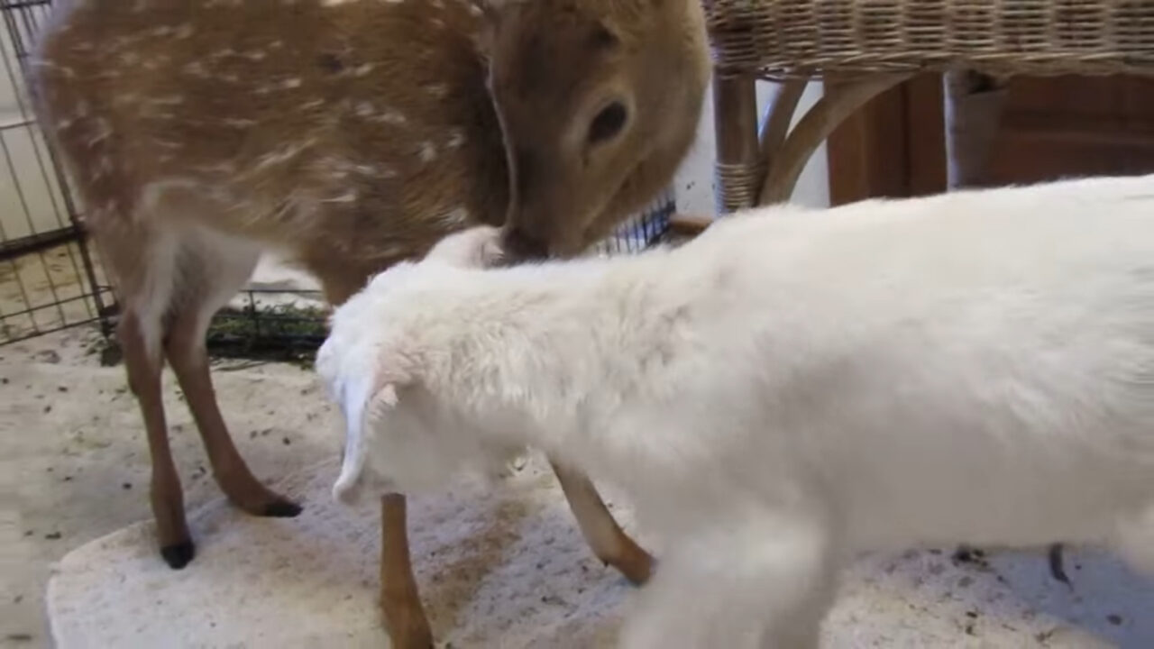 一緒に暮らす子ジカと子ヤギは仲良し！子ヤギは体中ペロペロとグルーミングしてもらうと、うれしそうに尻尾をピョコピョコ振っています！