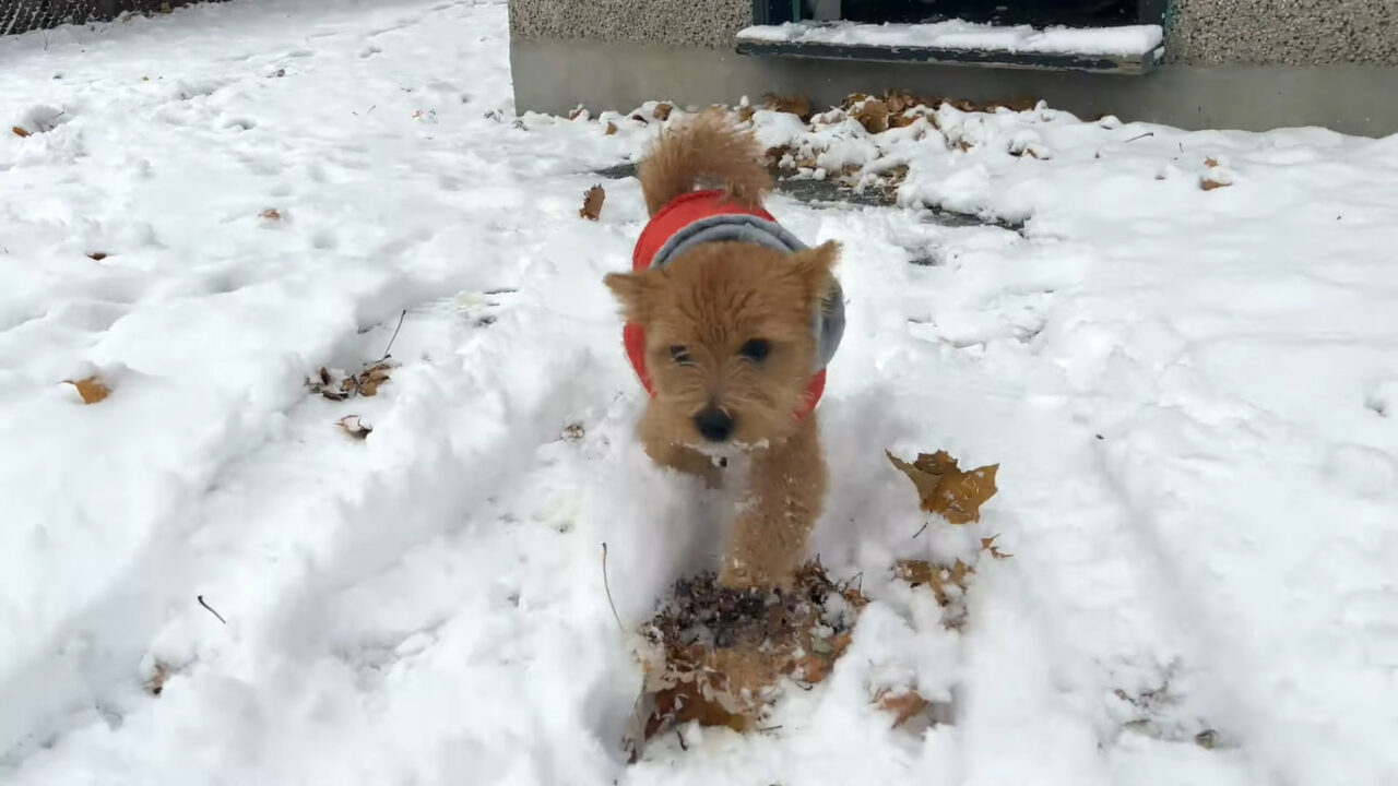 カナダの首都オタワで初雪が！外に遊びに出た愛犬たち父子ですが・・、口元に雪が付いている子は、もしかしてモグモグしてた？【海外・動画】