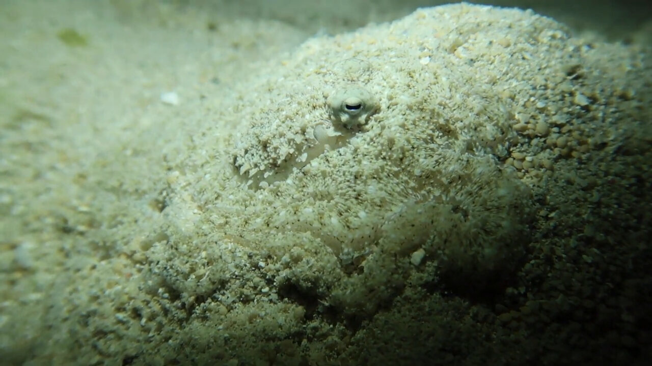 どこかに『ある生き物』が身を潜めているのですが・・、どこか分かりますか？？その擬態能力の高さにビックリ！！