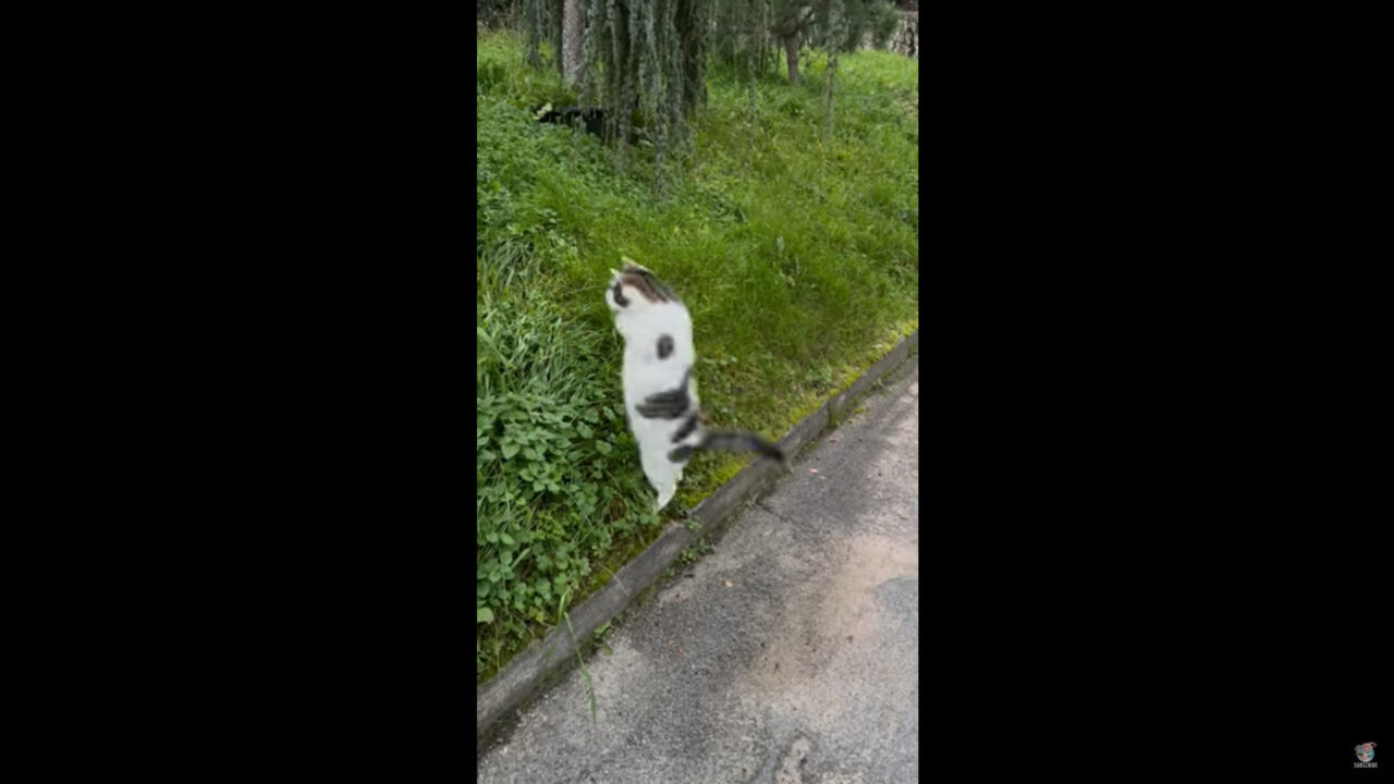 茂みをじっと見つめる猫。なにかを見つけたようで飛びかかるのですが・・、そんな猫にとんだハプニングが！！